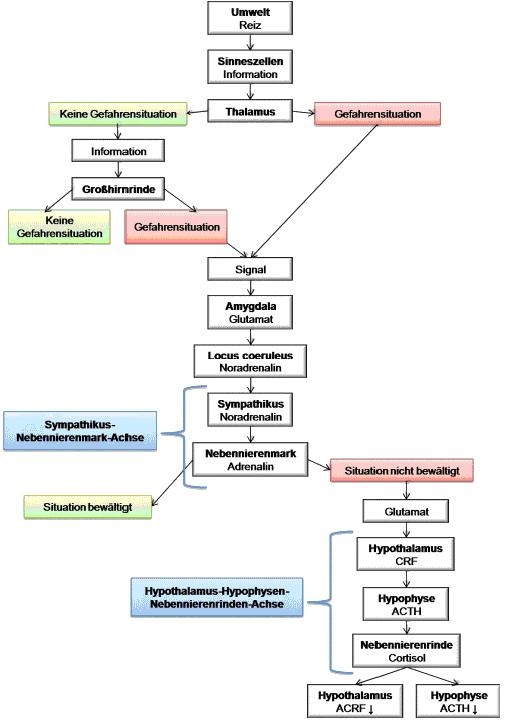 Schema Stresseinwirkung auf den Körper