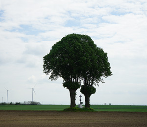 Bild: Frühlingsbaum im Weinviertel, M.Geiger