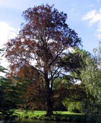 Therapieprozess als Baum – Verwurzelung