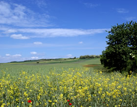 Naturbild mit Wald und Wiese