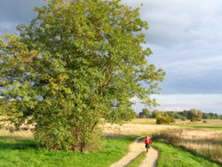 Naturbild von einem Weg durch Wald und Feld